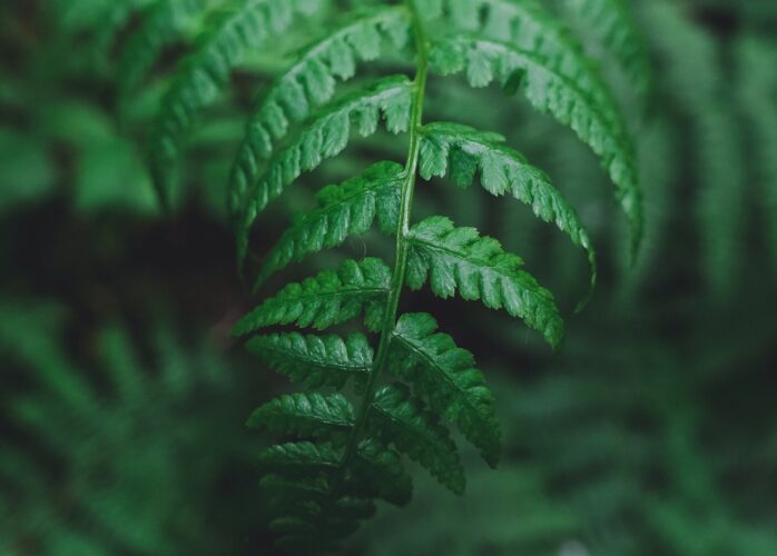 Closeup of a fern in a forest